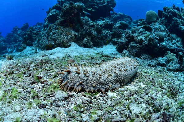 Pacific Island sea cucumbers and beche-de-mer | SPC Coastal Fisheries ...