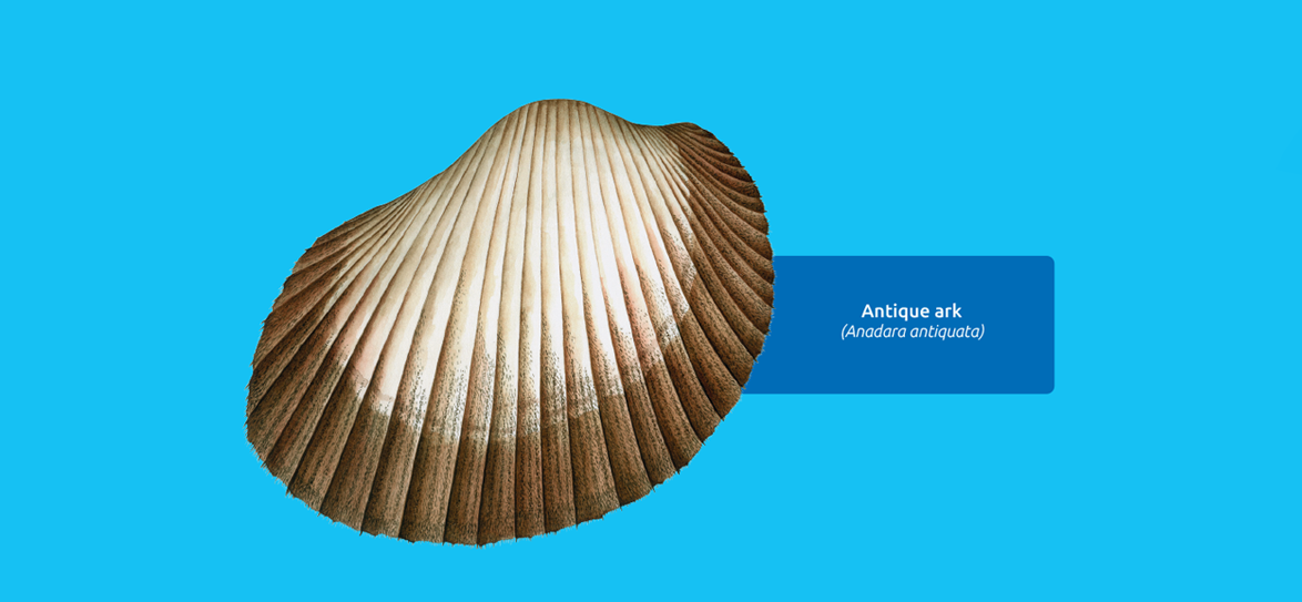 Ark clam species