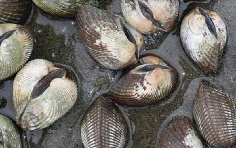 ark clams