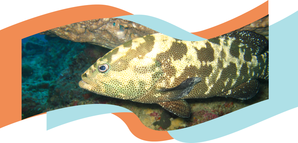Groupers yellow