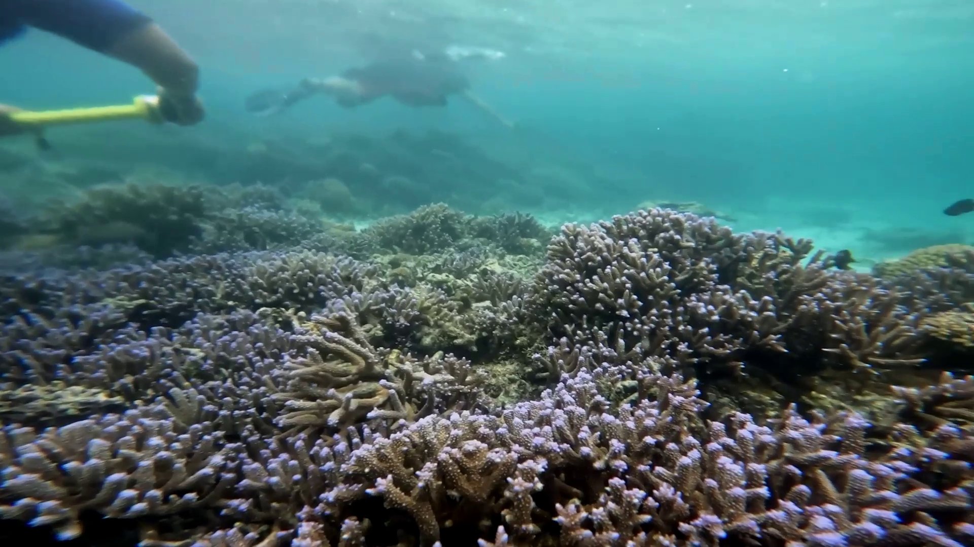 Coral restoration in Samoa