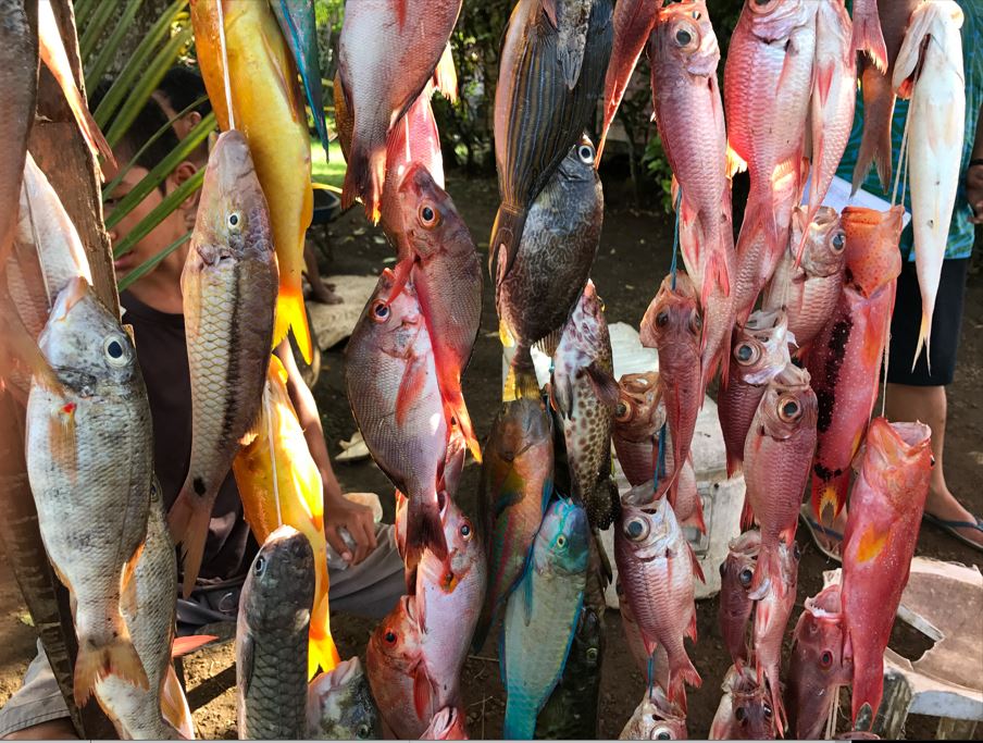 Fish market in Samoa