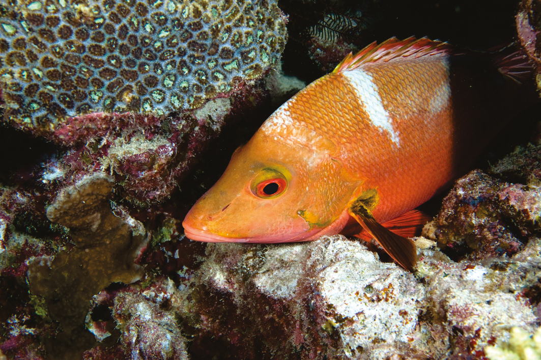 Reef snappers