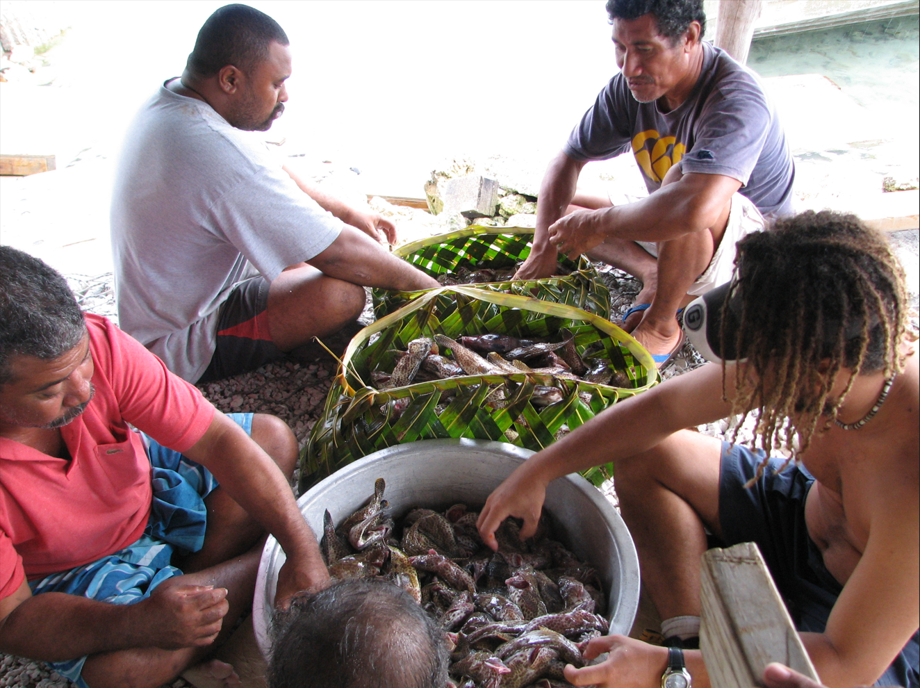 Post harvesting in Tokelau