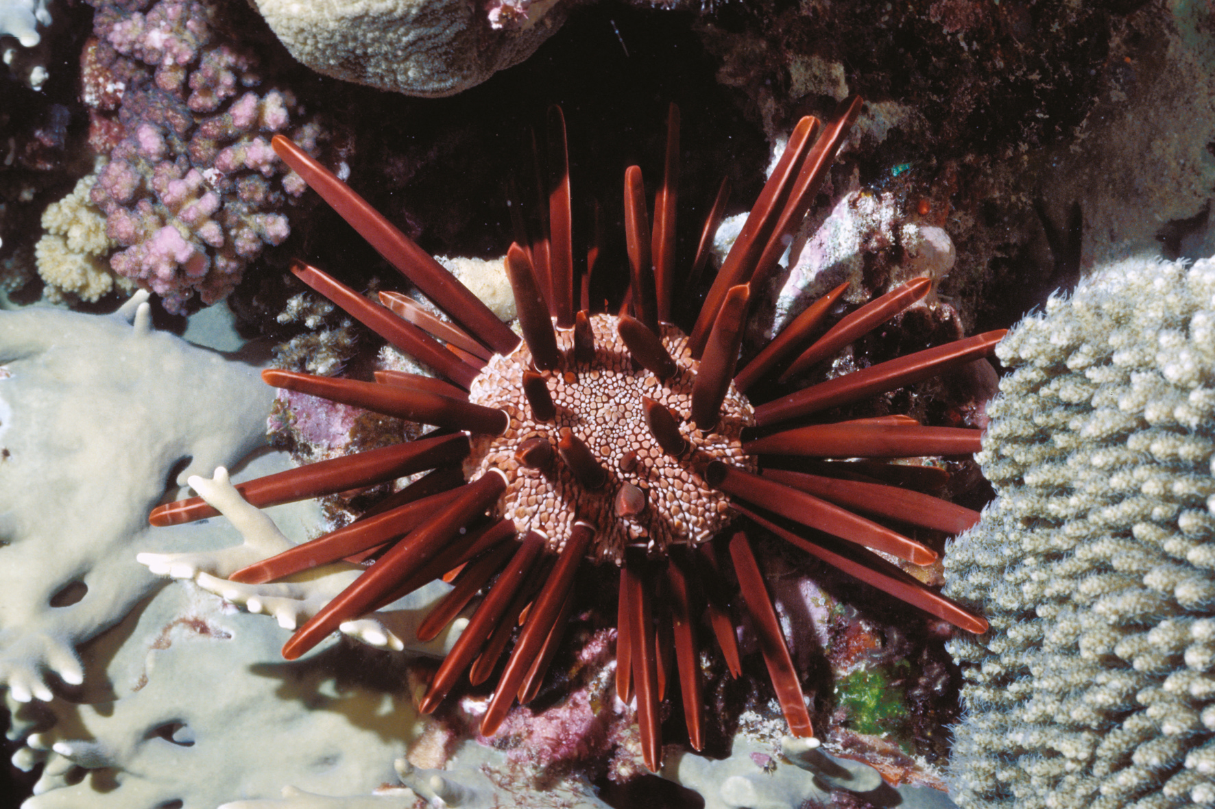 Sea urchins