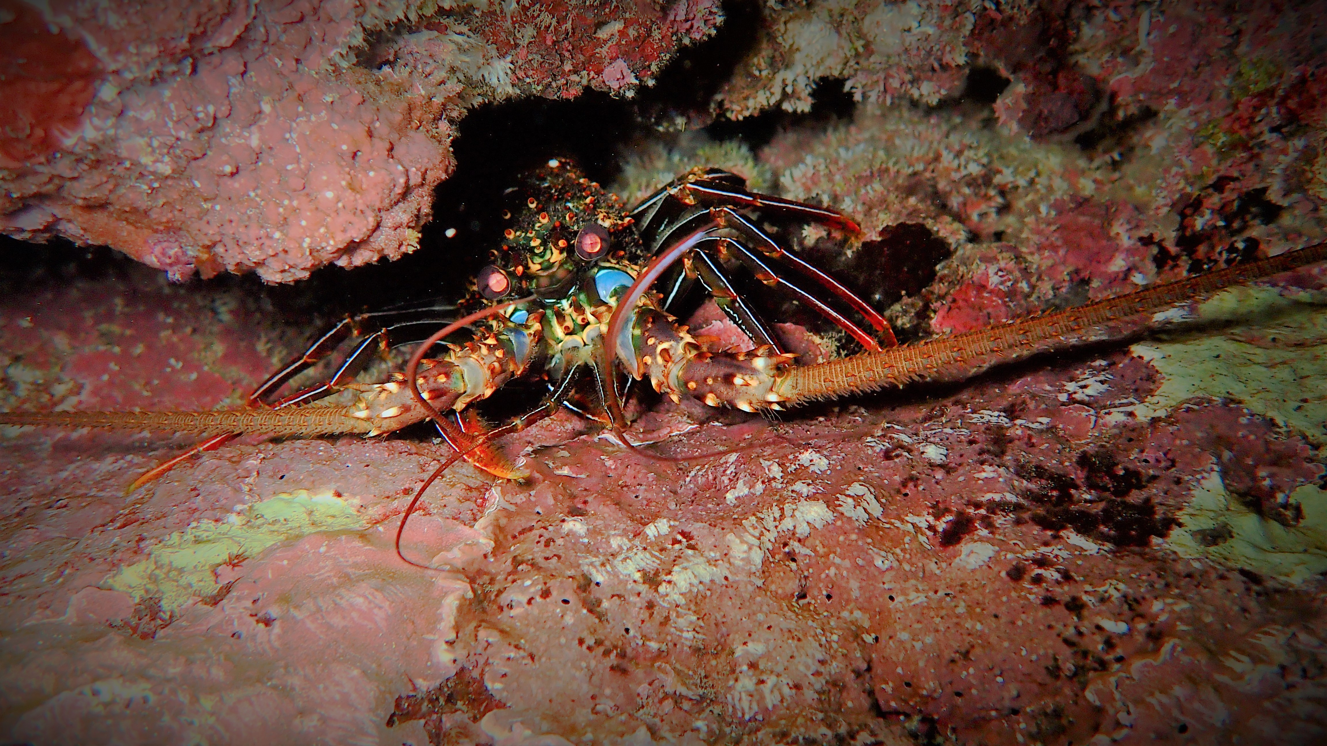 Spiny-Lobster2_P.Bosserelle_SPC