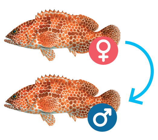 Size limits - groupers sex change